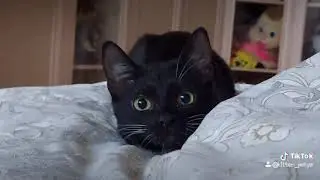 Котёнок по имени Гав.  Гроза