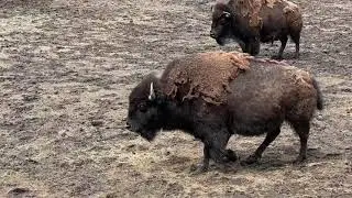 Great Plains Zoo tour in Sioux Falls