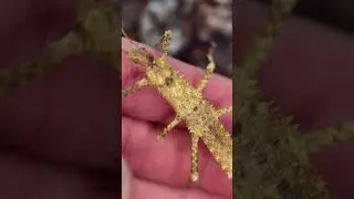 Вырастет большим и страшным палочником.