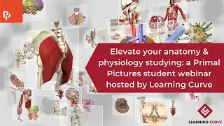 Back to basics using Primal Pictures self-guided learning strategies: Student webinar