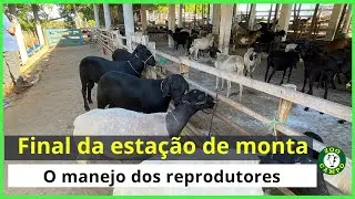 O que fazer com os reprodutores após a monta.