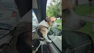 Chase loves sniffing while we drive! #jrt #jackrussell #rvdogs #rv #Toronto