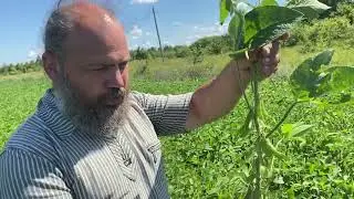 Our soybeans at the end of July. Hail is no obstacle. Results of chemical treatment.
