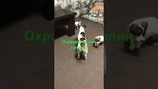 Джек Рассел Терьер Джасмин охраняет папин тапок)