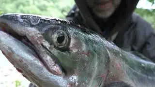 PINK SALMON fishing! GO PINK SALMON 2021 !!!