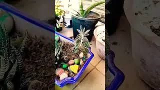 #shortvideo #shorts
