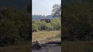 Dhikala Zone me Dikhai diya Elephant ka jhund #corbett #elephant #shorts #trending #wildlife #viral