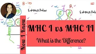 MHC I vs MHC II – What is the Difference?