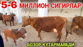 ЕМ ЙУК МОЛ АРЗОН! ОНА БОЛА СИГИР НАРХЛАРИ КАРШИ МОЛ БОЗОРИ НАРХЛАРИ 19 АПРЕЛЬ 2022
