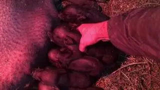 Опороc вьетнамкой свиньи