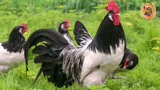 Lakenvelder Chicken - A very old and extremely beautiful breed