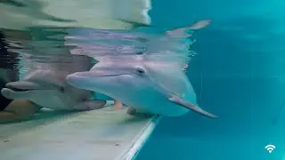 Winter The Dolphin