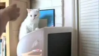 Lucy the cat vs ball