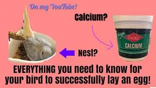 EVERYTHING you need to know for your bird to lay an egg successfully!
