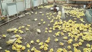 Муларды 700 шт