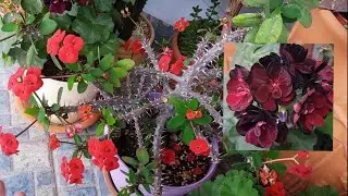 АЛОЭ-ПЕЛАРГОНИУМ-ЕФОРБИЯ-КАКТУС😆  ЦВЕТУТ!!