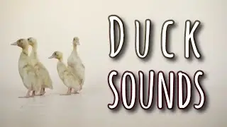 Duck Sounds to Attract Ducks | Ducklings