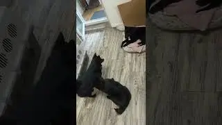 Банда 🐾🐾🤍