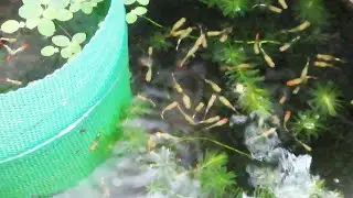 Aquarium (63 hybrid guppies | f3 generation) day 1 to day 98 😍