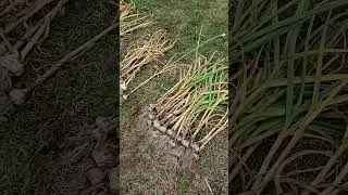 Почему нельзя обрезать чеснок сразу #garden #shorts #огород #чеснок