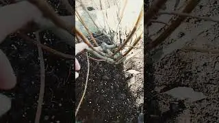 СДЕЛАЙТЕ ЭТО С ГОРТЕНЗИЕЙ УЖЕ СЕЙЧАС‼️
