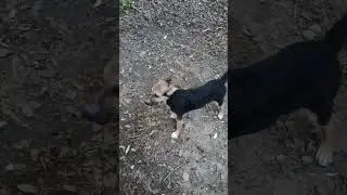 Собаку тянет в воду