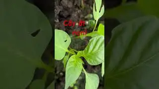 Trồng ớt chuông chuẩn oganic - Cây ớt chuông non trông như thế nào? #shorts  #otchuong