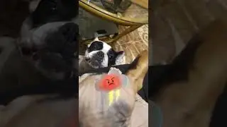 Девочки, не ссорьтесь!