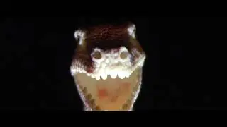 A Big Dinosaur In Outer Space