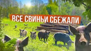 ВСЕ СВИНЬИ УБЕЖАЛИ. ХОЗЯЙСТВА БОЛЬШЕ НЕ БУДЕТ. ЖИЗНЬ НА ХУТОРЕ.