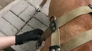 Снаряжение 🔥для тренировки питбуля  pit bull training equipment