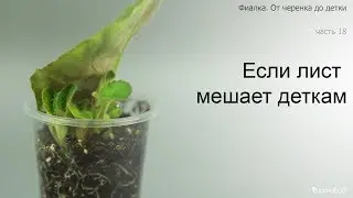 Курс 1. Часть 18. Если лист мешает деткам фиалки