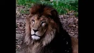 Lion video | #short
