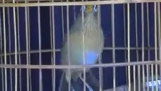 Họa mi chân cành đào hót