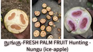 நுங்கு-FRESH PALM FRUIT Hunting - Nungu (ice-apple) #fruit #nungu #mango