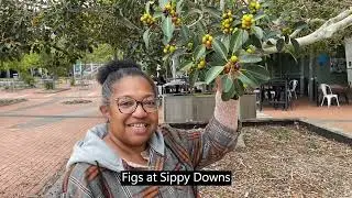 Join Bats in Backyards - flying-fox watch