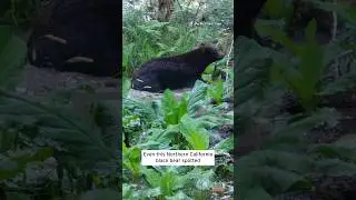 Black Bear in Northern California Takes a Relaxing Dip in Sag Pond #shorts