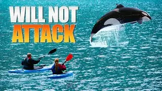 Why Orcas Don't Attack Humans Ever