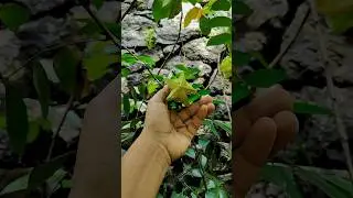 Star fruit - Carambola plant #fruits #plants #fruitplant