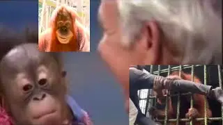 monke revenge | Memetober #29