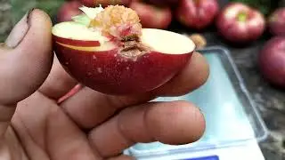 инжирный нектарин донат