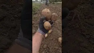 Тернопільська картопля