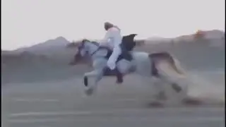 Арабский скакун.