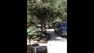 Busy Birdies