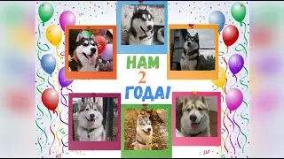 Разноцветному Счастью 2 года!