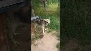 Друг из леса 