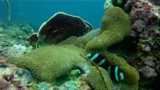 Gangga Divers @ Villa Almarik