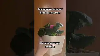Земляника Саммер Бриз (Summer Breeze) 