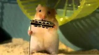 Chomik-Hamster-Хомяк Quartet 638x360.mp4