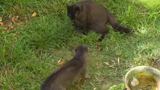 Zwei Kater im Garten - Katzenkampf